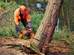 Mulching Services in Cheraw, SC
