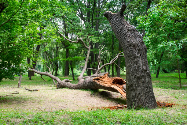 Reliable Cheraw, SC Tree Care Solutions