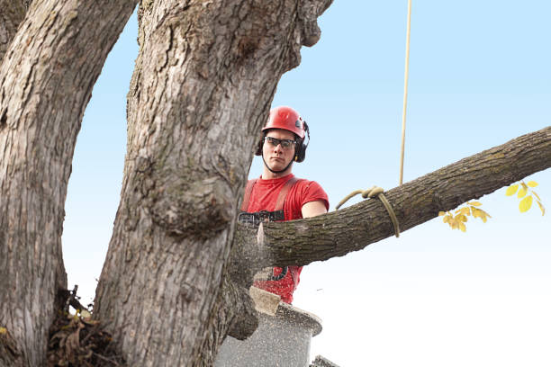 How Our Tree Care Process Works  in  Cheraw, SC